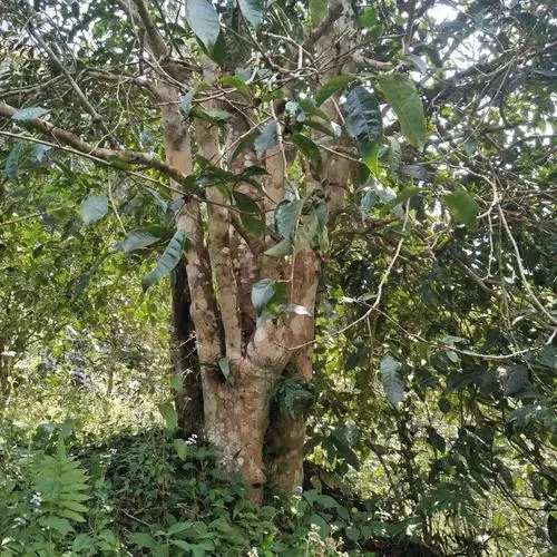 2022年刮風(fēng)寨茶王樹古樹春茶價格？