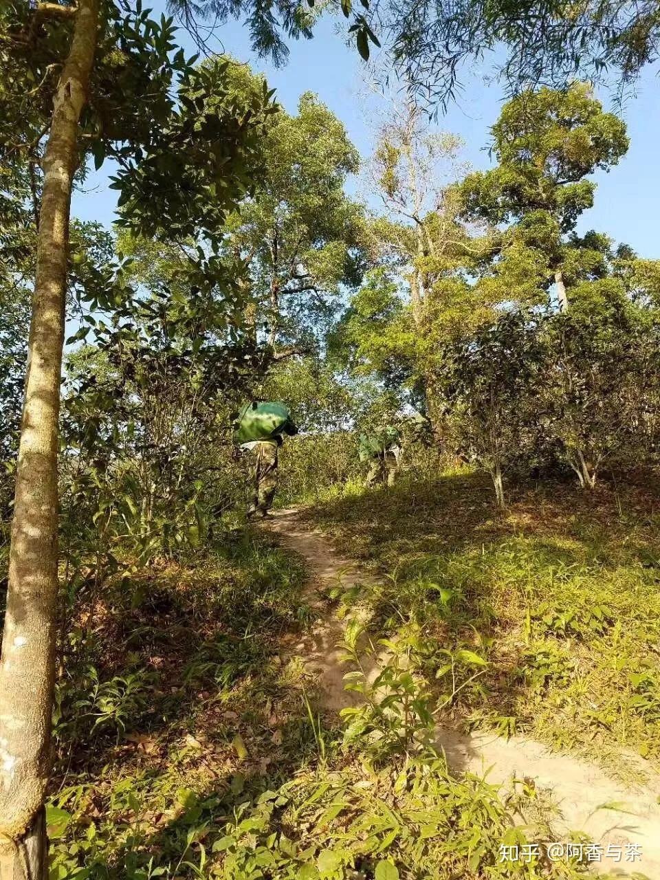 2022年刮風(fēng)寨茶王樹古樹茶多少錢一公斤？