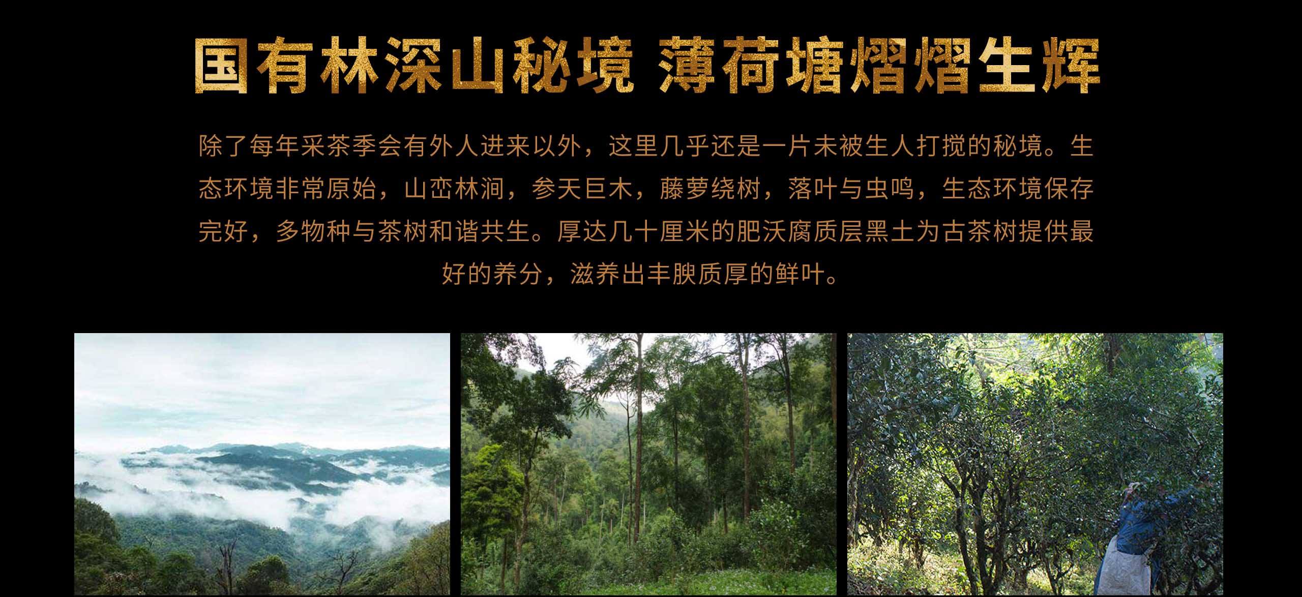 2022年薄荷塘古樹春茶特點(diǎn)？
