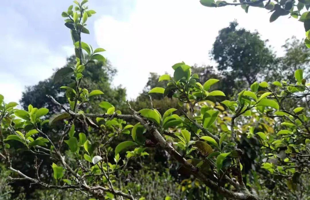 2022年香椿林古樹春茶特點(diǎn)？
