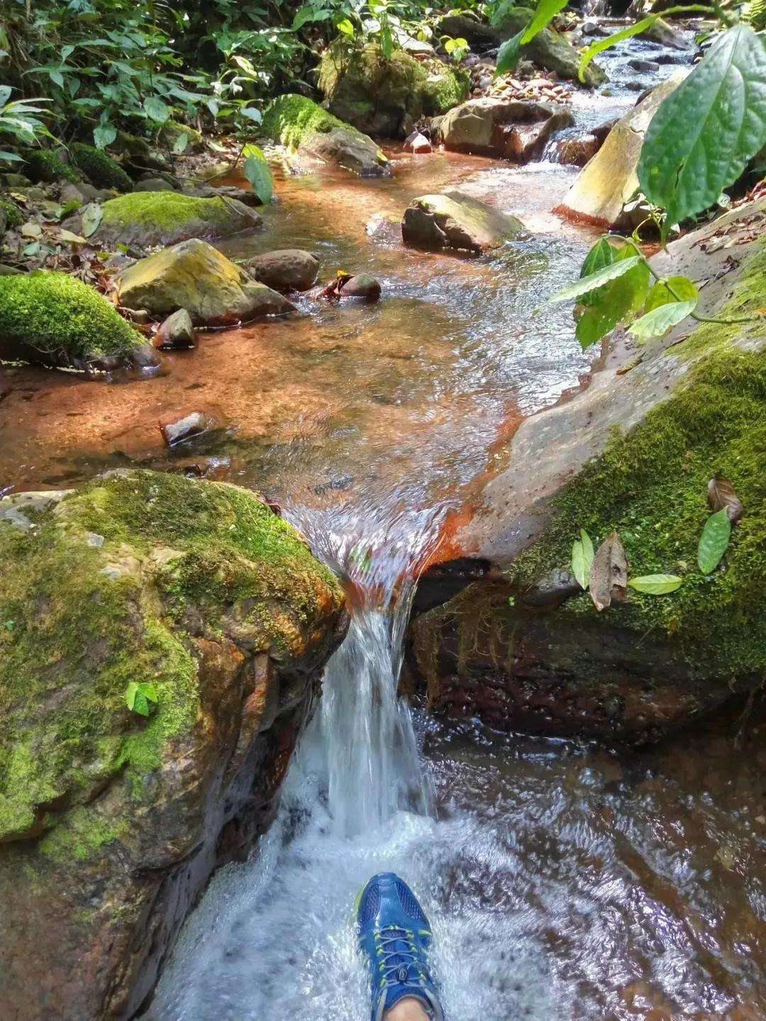 2022年銅箐河古樹(shù)春茶多少錢(qián)一公斤？