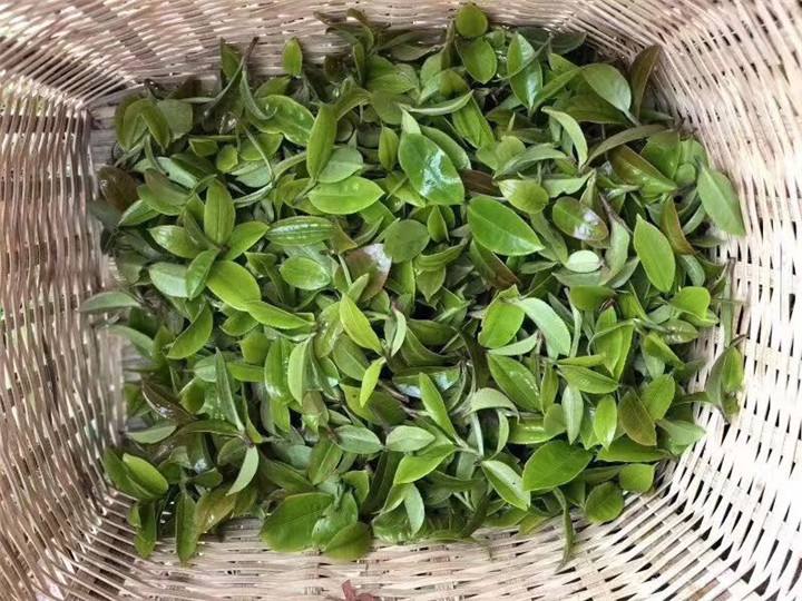 2022年倚邦貓耳朵古樹春茶特點？