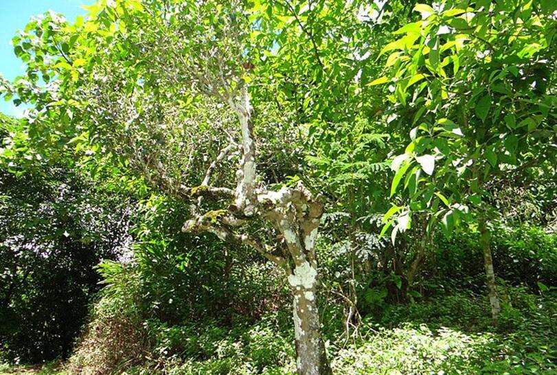 2022蠻磚瓦龍古樹(shù)春茶被遺忘的蠻磚瓦竜寨,與世隔絕民風(fēng)淳樸