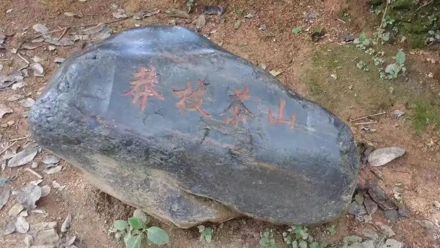 2022年莽枝古樹春茶特點？