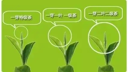 普洱茶如何分級？
