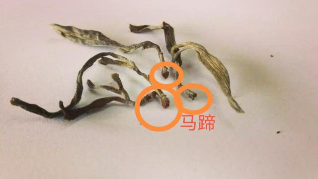 “馬蹄?！倍嗌俑竟?jié)有關(guān)系？