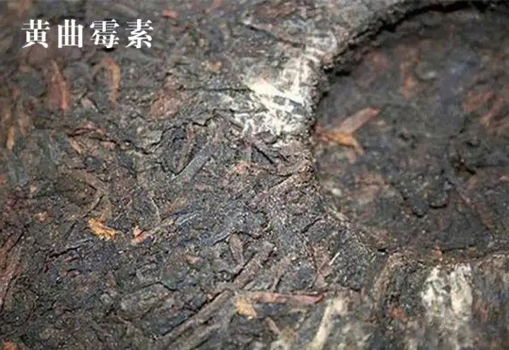 普洱茶有黃曲霉毒素，喝了會致癌？不黑不吹，咱用事實說話