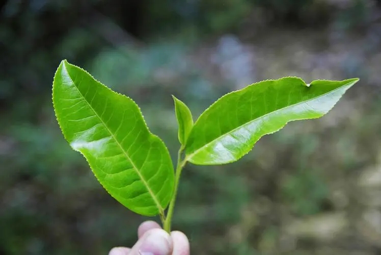 普洱茶秋茶的特點