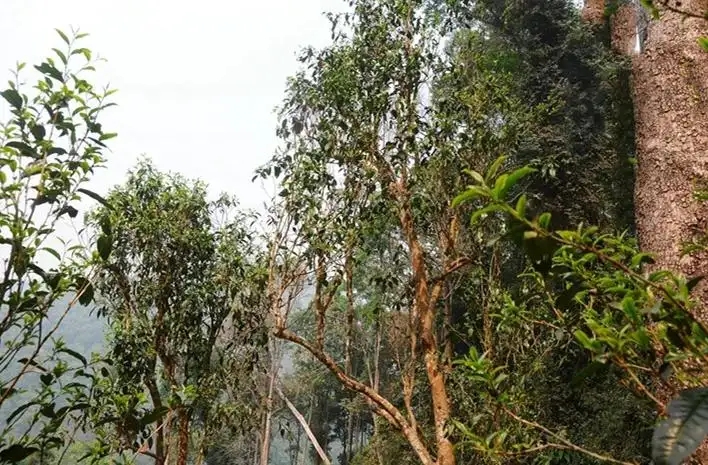 易武白茶園 | 量少珍稀古樹茶、易武茶中的佼佼者~香揚水柔有內質