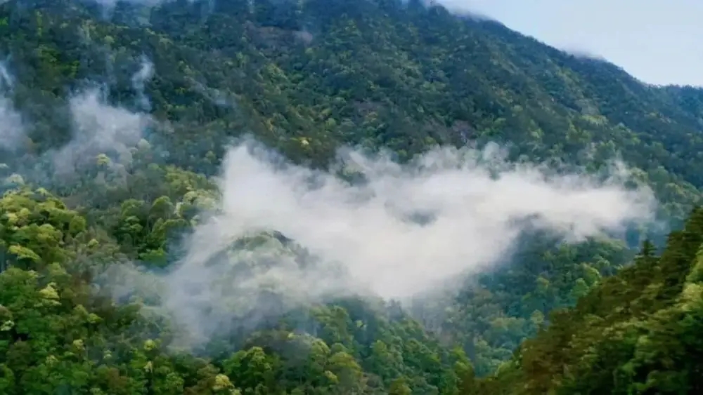 普洱茶為何要強調山頭!