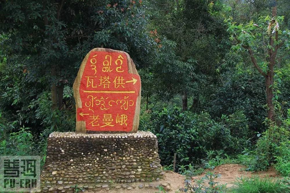 2023年老曼峨古樹(shù)春茶特點(diǎn)是什么？