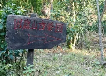 2023年困鹿山古樹春茶口感怎么樣？