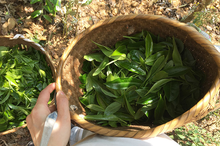 2023小戶賽古樹(shù)春茶價(jià)格是多少？