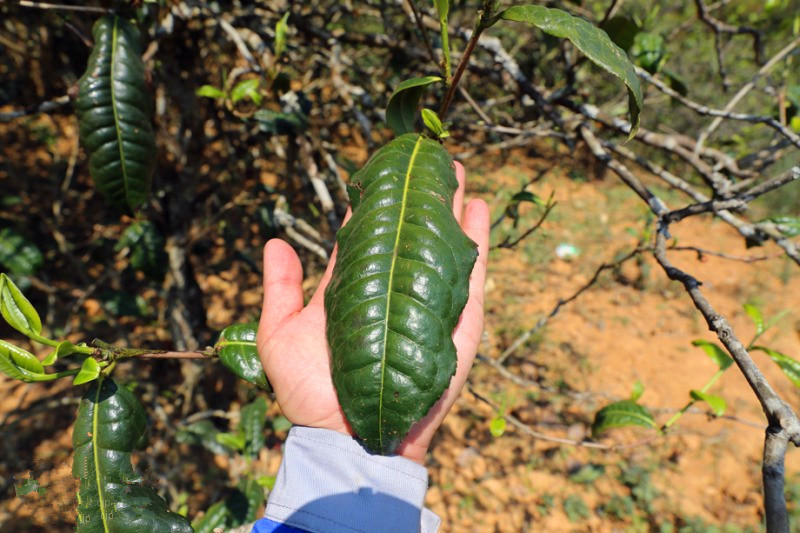 2023年忙肺古樹春茶品質(zhì)怎么樣？