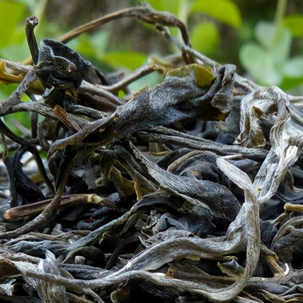 2023年那罕古樹春茶特點(diǎn)？