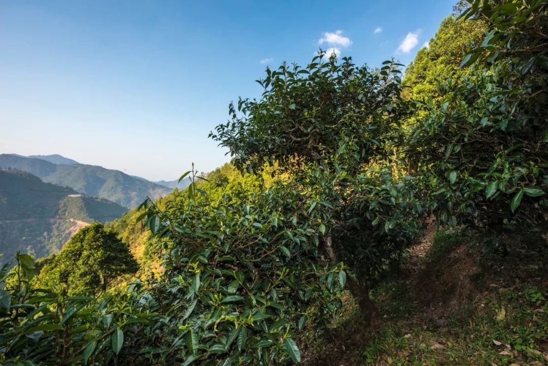 2023年鳳凰窩古樹春茶特點(diǎn)是什么？