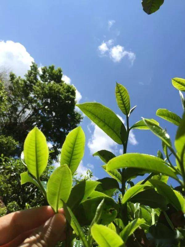 2023年南迫古樹春茶價格是多少？