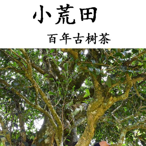 2023年勐庫小荒田古樹春茶特點？