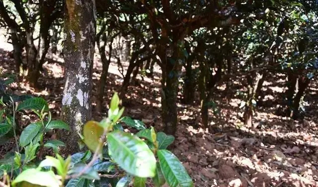 2023年勐庫豆腐寨古樹春茶價格是多少？