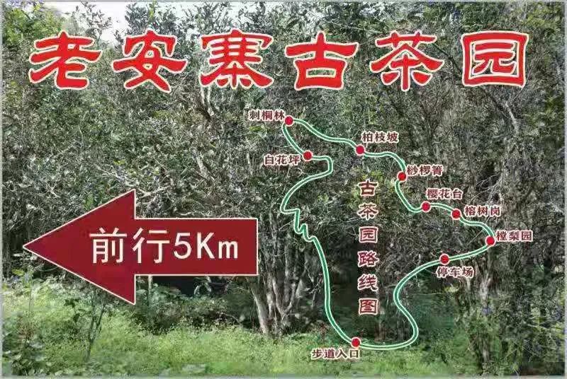 2023年普洱老安寨古樹春茶品質(zhì)如何？