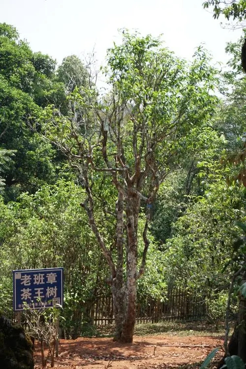 2024年老班章古樹春茶特點是什么？