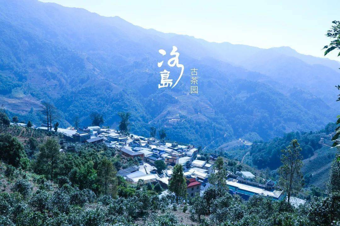 2024年冰島老寨古樹(shù)春茶多少錢一公斤？