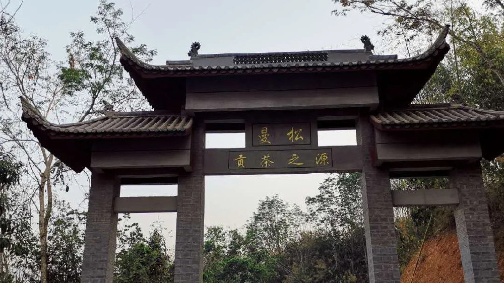 2024年曼松古樹(shù)春茶品質(zhì)如何？