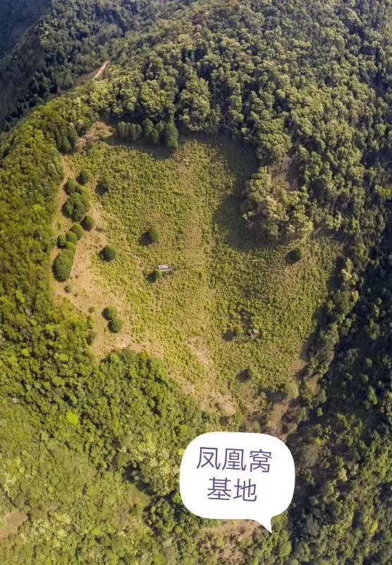 2024年墨江鳳凰窩古樹(shù)春茶口感如何？