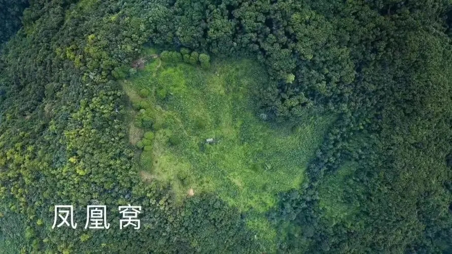 2024年墨江鳳凰窩古樹(shù)春茶多少錢(qián)一公斤？