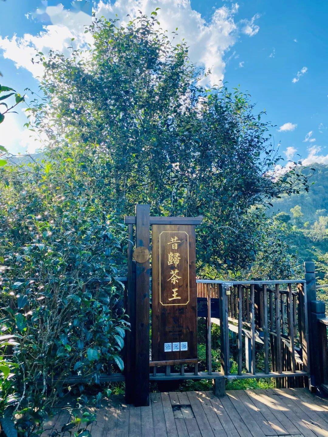 2024年昔歸古樹(shù)春茶品質(zhì)如何？