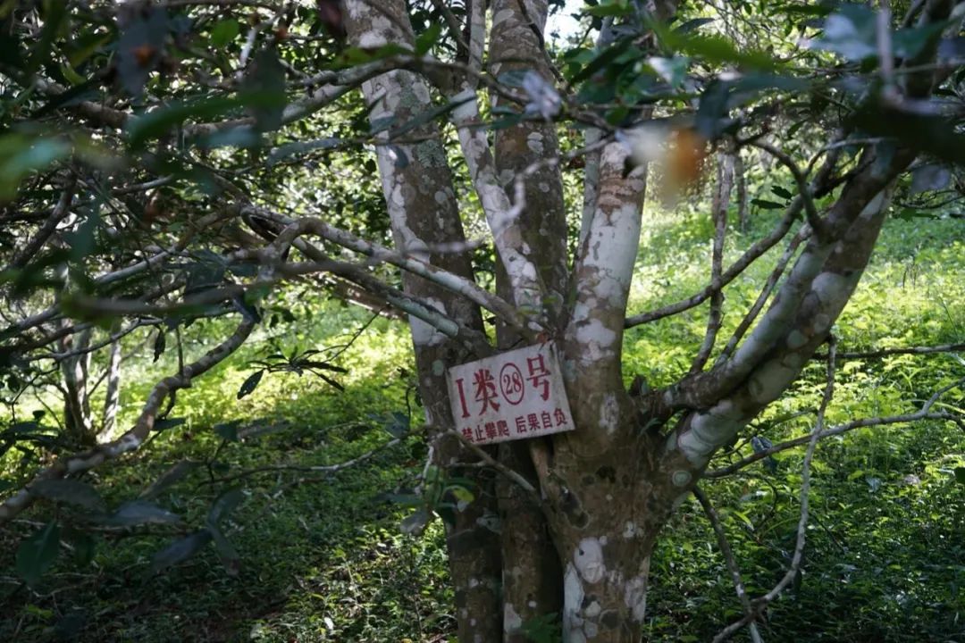 易武巔峰薄荷塘，普洱茶界最神奇最瘋狂的存在
