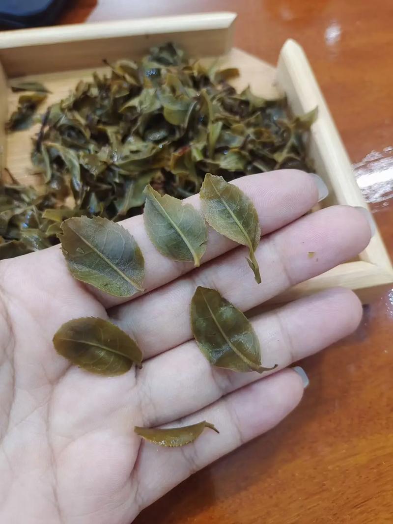 倚邦頭春茶，小葉種的春天