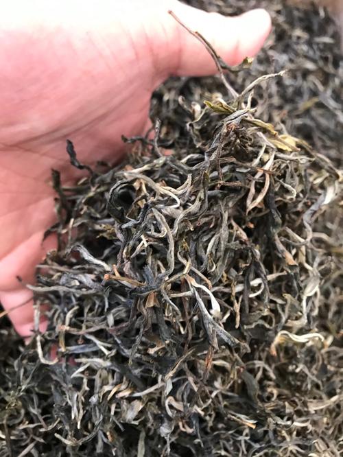 倚邦 | 兩朝貢茶，六山香魁