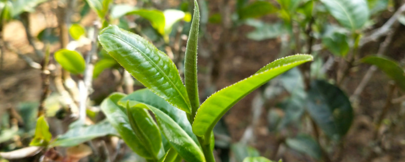 革登茶山直蚌古茶園